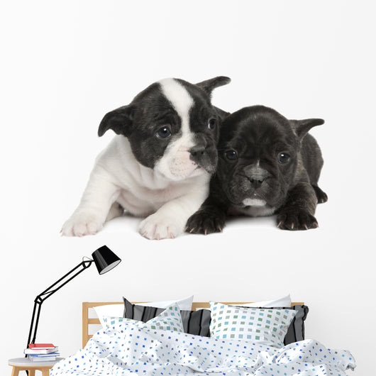French Bulldog puppy  (8 weeks) Wall Decal