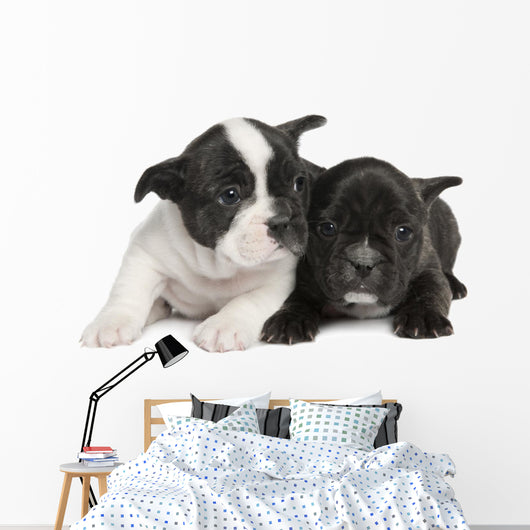 French Bulldog puppy  (8 weeks) Wall Decal
