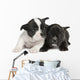 French Bulldog puppy  (8 weeks) Wall Decal