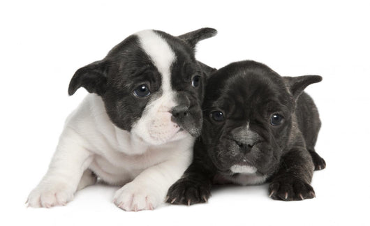 French Bulldog puppy  (8 weeks) Wall Decal