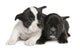 French Bulldog puppy  (8 weeks) Wall Decal
