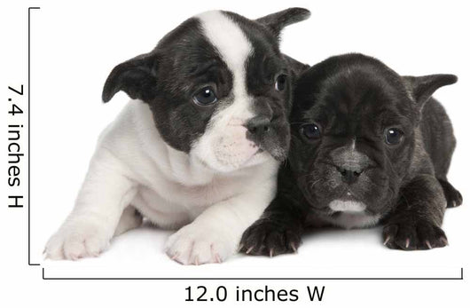French Bulldog puppy  (8 weeks) Wall Decal