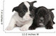 French Bulldog puppy  (8 weeks) Wall Decal
