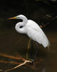 Tropical Bird Park Florida Wall Mural