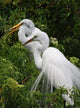 Tropical Bird Park Florida Wall Mural