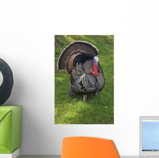 Wild Turkey Wall Mural