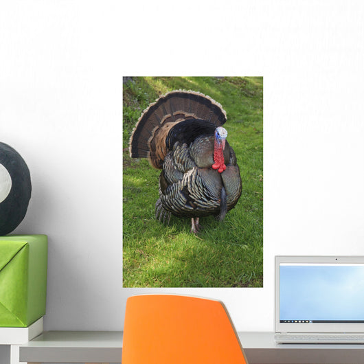 Wild Turkey Wall Mural