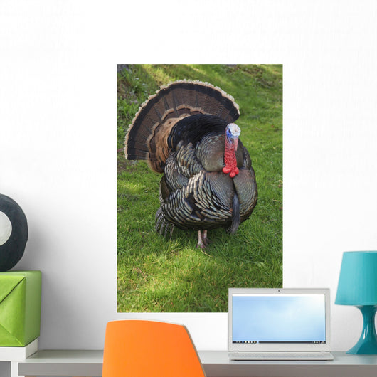 Wild Turkey Wall Mural