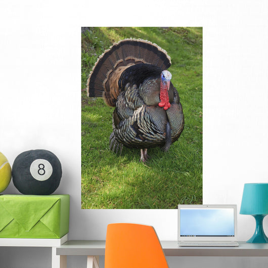 Wild Turkey Wall Mural