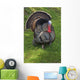 Wild Turkey Wall Mural