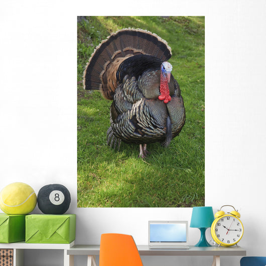Wild Turkey Wall Mural