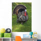 Wild Turkey Wall Mural