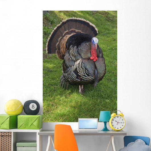 Wild Turkey Wall Mural