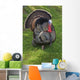 Wild Turkey Wall Mural