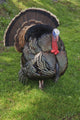 Wild Turkey Wall Mural