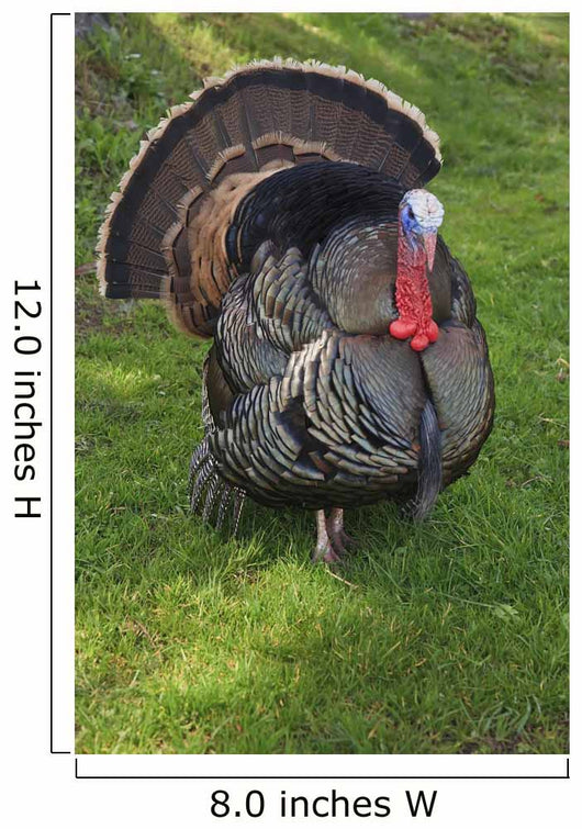 Wild Turkey Wall Mural