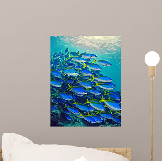 Yellow Tail Snappers Wall Mural