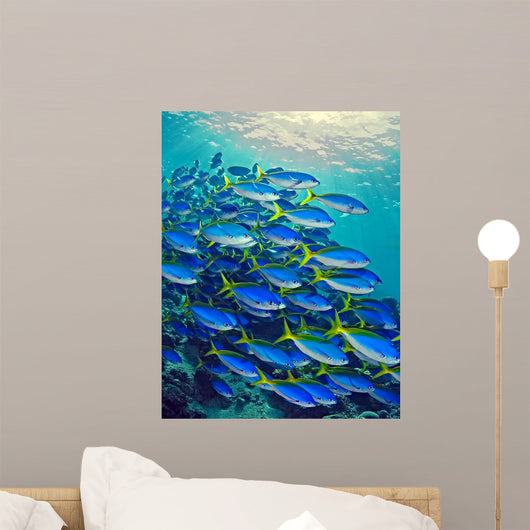 Yellow Tail Snappers Wall Mural