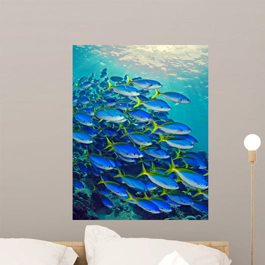 Yellow Tail Snappers Wall Mural
