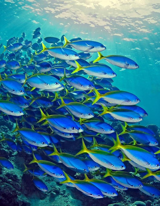 Yellow Tail Snappers Wall Mural