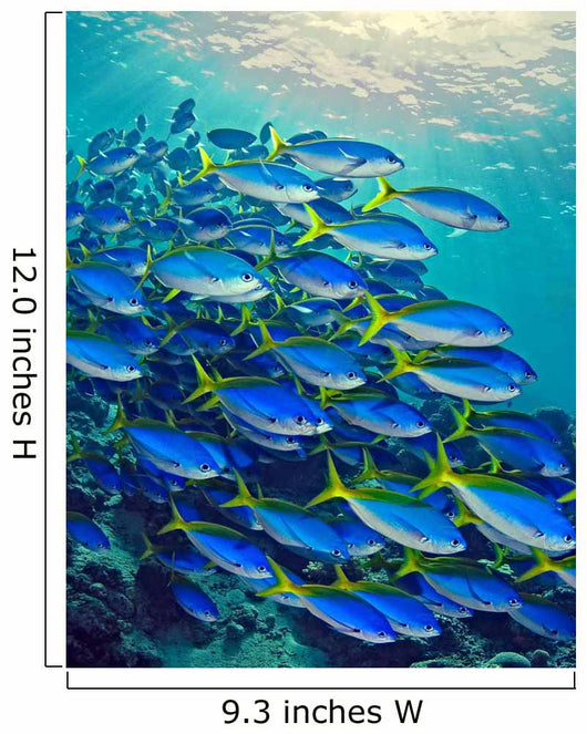 Yellow Tail Snappers Wall Mural