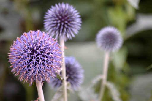 Globe Thistle Wall Decal