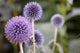 Globe Thistle Wall Decal