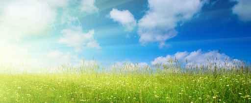 Summer Grass and Flowers Wall Decal