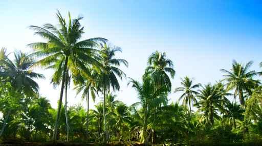 Jungle Thailand Wall Decal Design 2