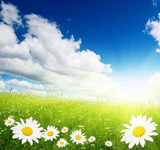 Field Daisies Wall Decal