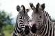 Zebra 015 Wall Mural