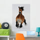 Running horse Wall Mural