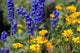 Summer Meadow Wall Decal Design 2