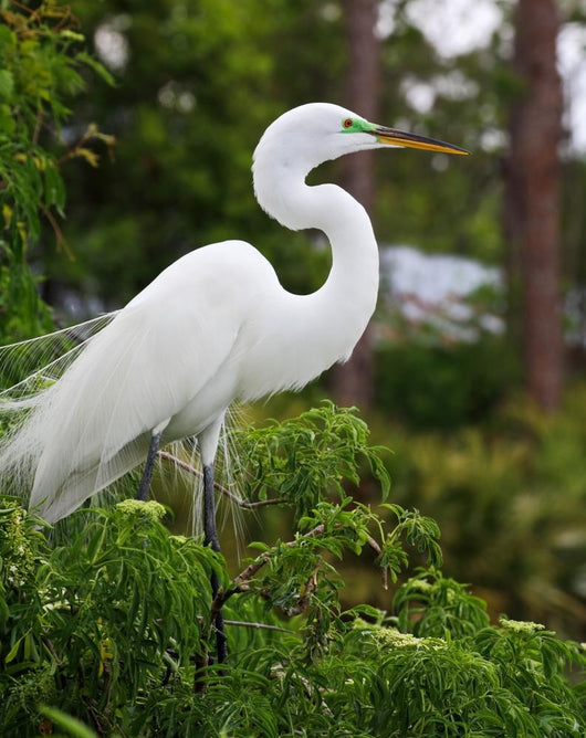 Tropical Bird Park Florida Wall Mural