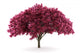 cherry tree isolated on white background with clipping path Wall Decal