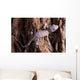 Baby Tokay Gecko Tree Wall Mural