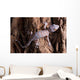 Baby Tokay Gecko Tree Wall Mural