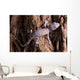 Baby Tokay Gecko Tree Wall Mural