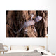 Baby Tokay Gecko Tree Wall Mural