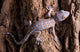 Baby Tokay Gecko Tree Wall Mural