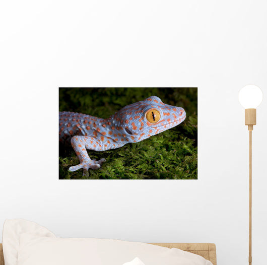 Tokay Gecko Close up Wall Mural