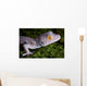 Tokay Gecko Close up Wall Mural