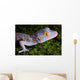Tokay Gecko Close up Wall Mural