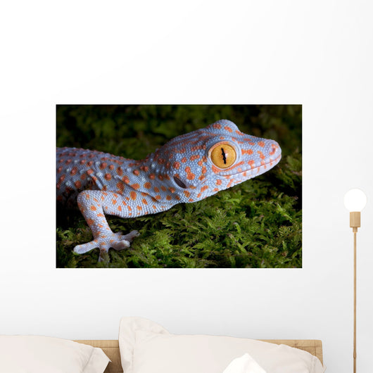 Tokay Gecko Close up Wall Mural