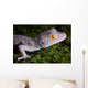 Tokay Gecko Close up Wall Mural