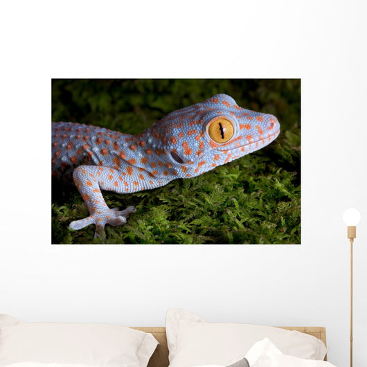 Tokay Gecko Close up Wall Mural