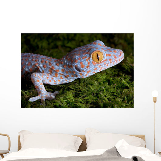 Tokay Gecko Close up Wall Mural