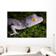 Tokay Gecko Close up Wall Mural
