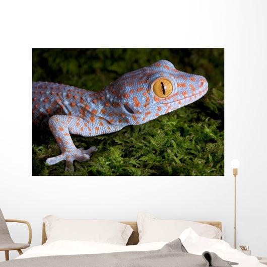 Tokay Gecko Close up Wall Mural