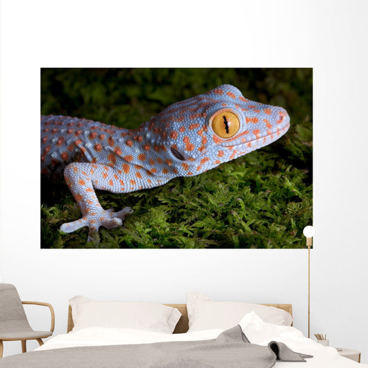 Tokay Gecko Close up Wall Mural